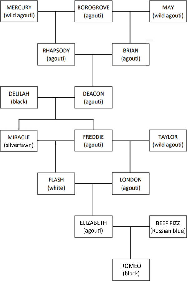 family tree