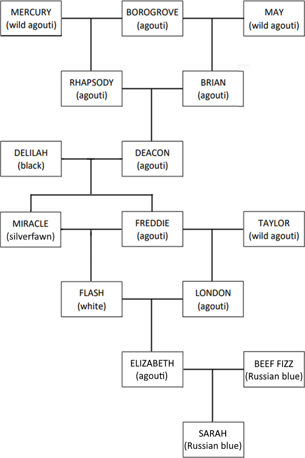 family tree