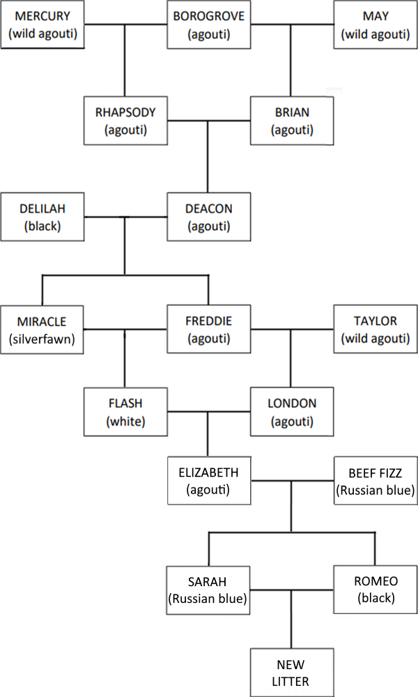 family tree