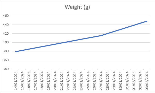 pregnancy weight gain